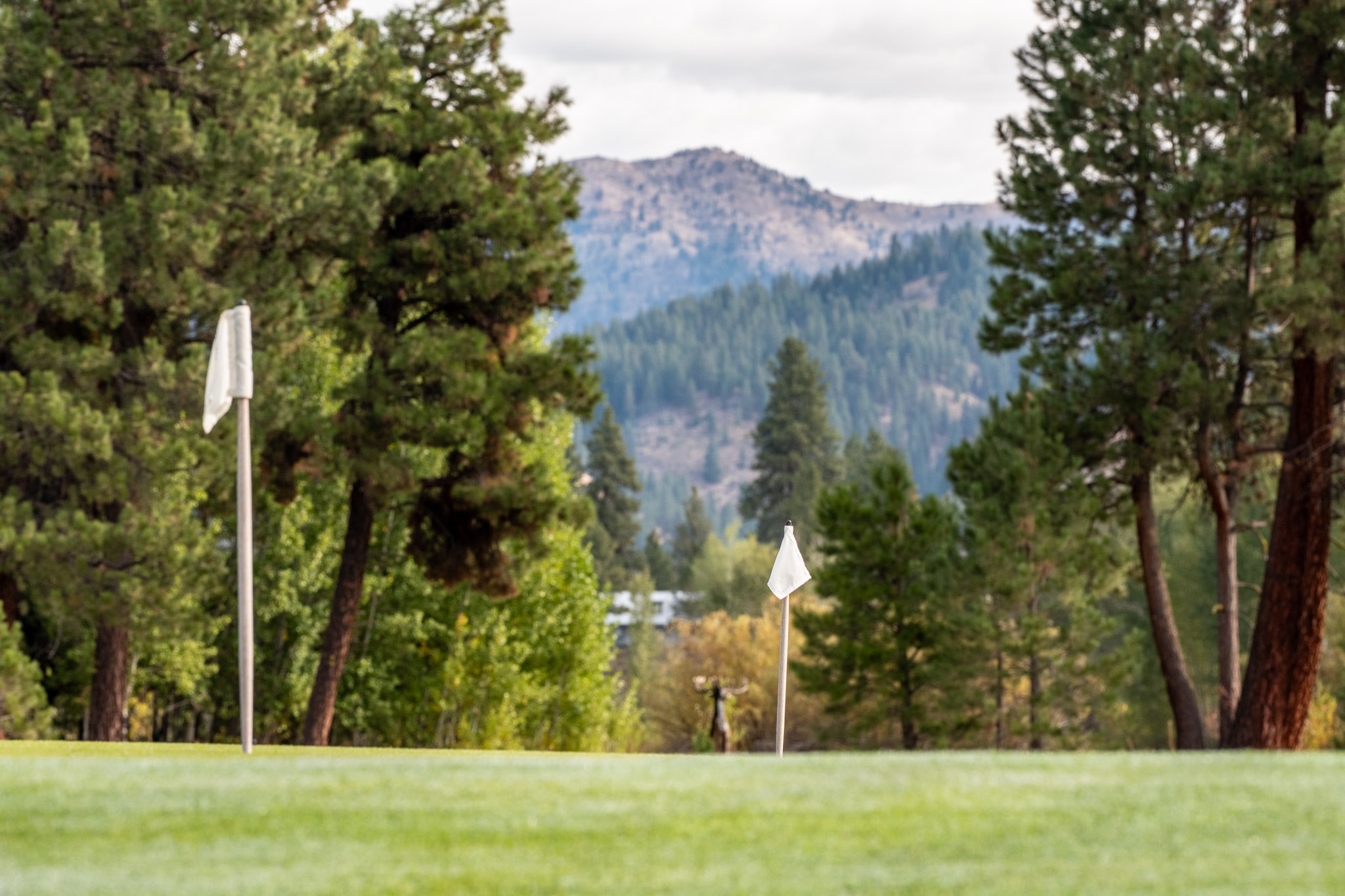 Golf flag framed by trees
