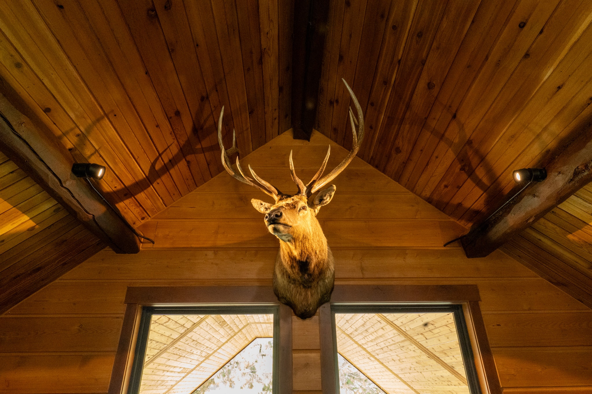 Elk mount beneath the timber ceiling