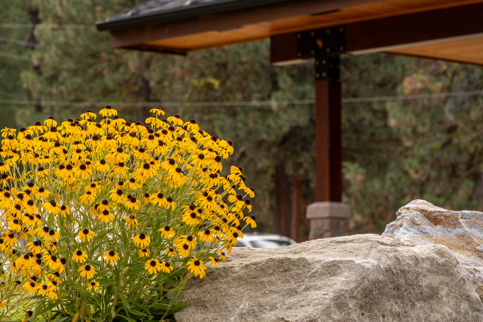 Yellow flowers beside the lodge