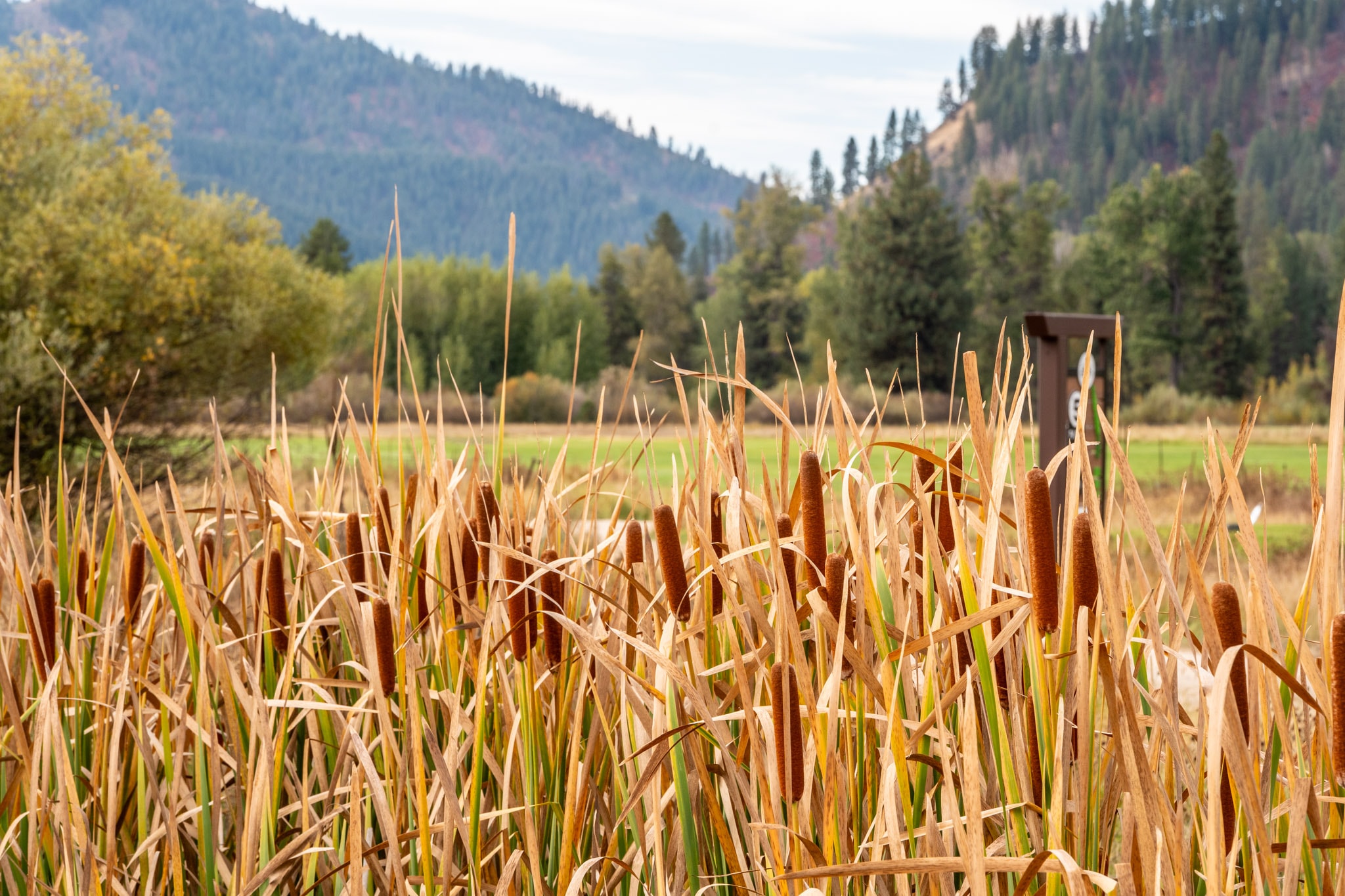 Tall grasses beside the golf course