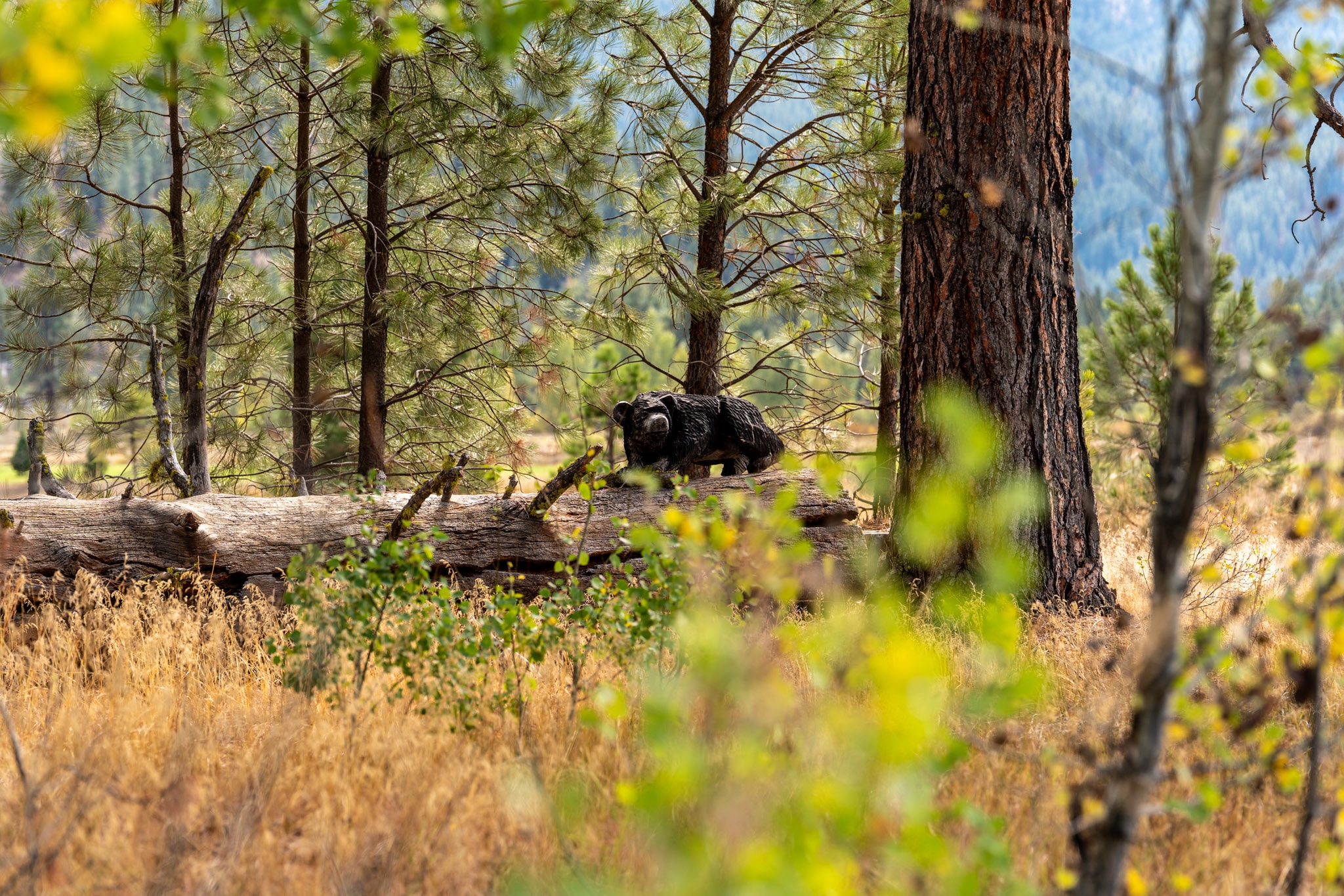 Bear carving among trees