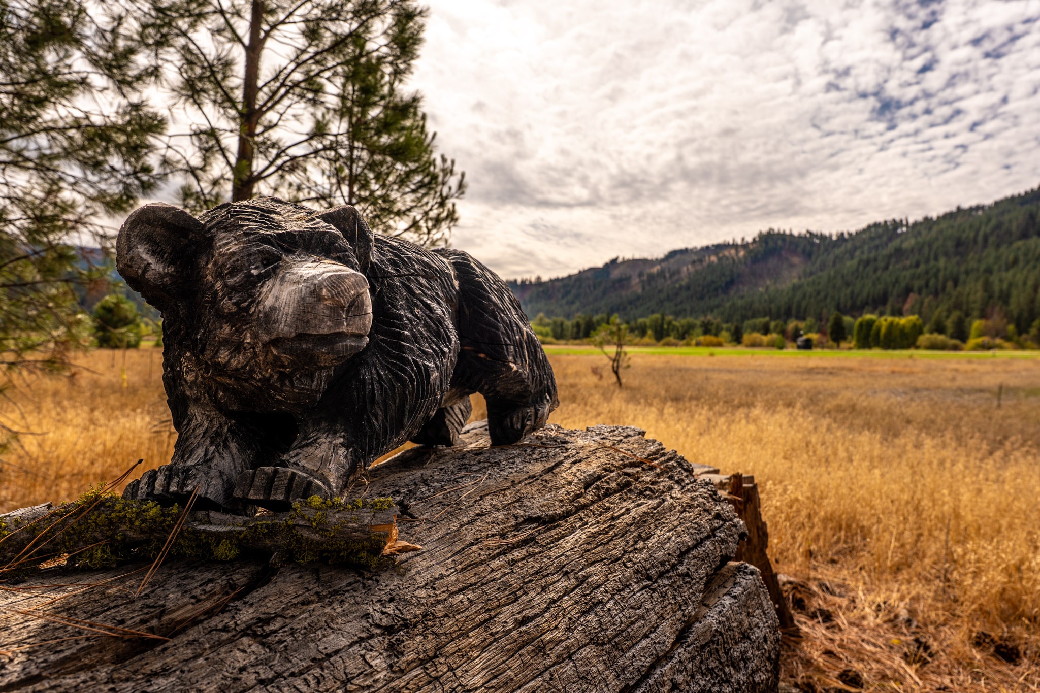 Carved bear overlooking the course